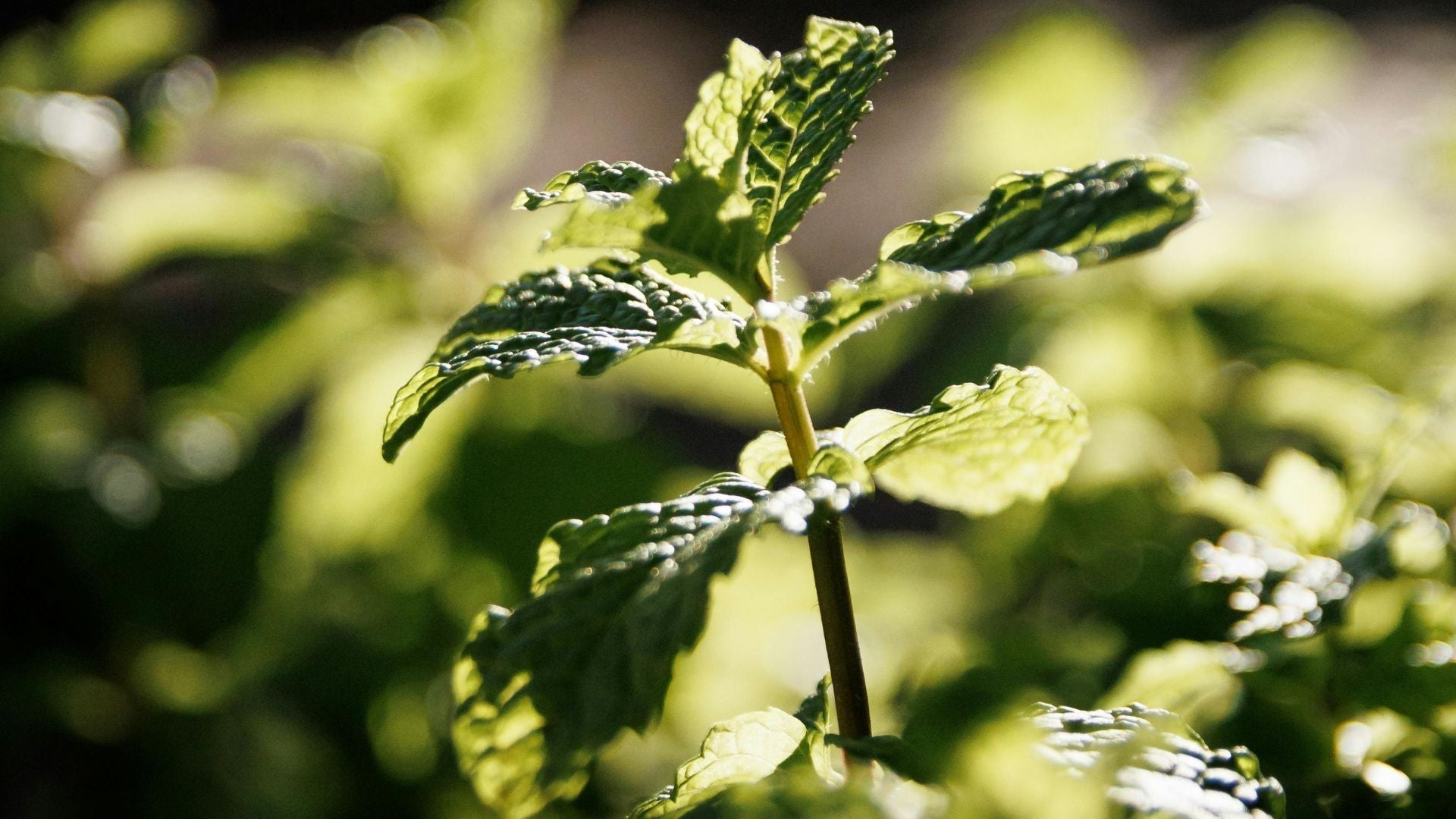 5 plantes anti-inflammatoires pour aider à soulager l’endométriose